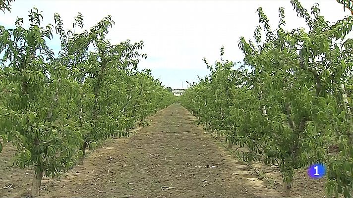 L'Informatiu - Menys fruita i més petita: la sequera amoïna els productors a Ponent
