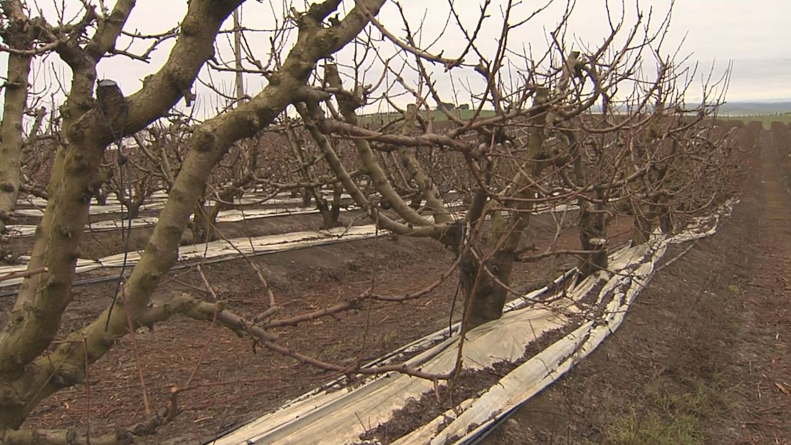 Agrosfera - 15/04/23 - ver ahora