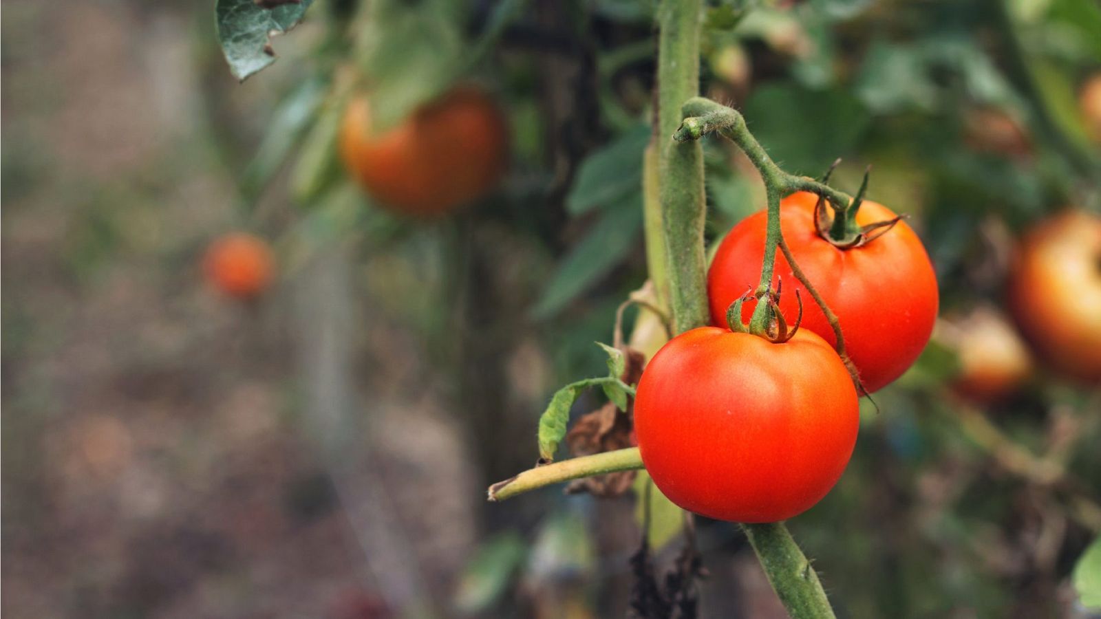 La inflación dispara el precio del tomate en Marruecos