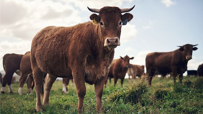 La hora de La 1 - ¡Pastoreando desde el móvil!