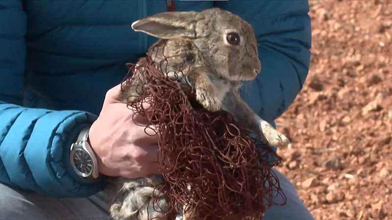 El 'conejo híbrido' agrava las pérdidas de los agricultores