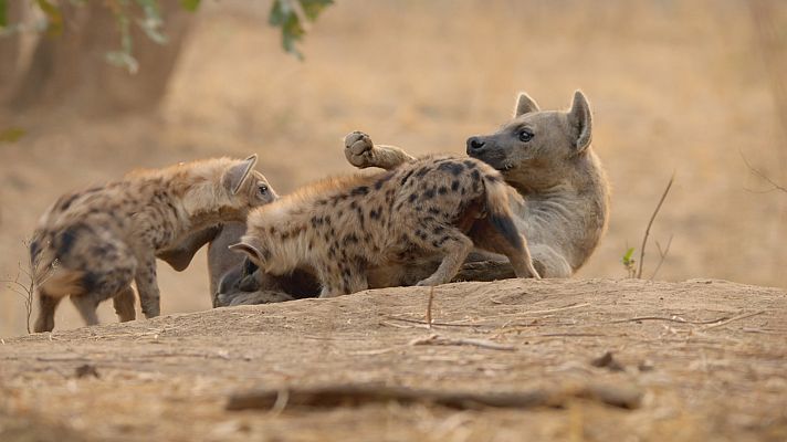 Los cazadores de África - La heredera del clan