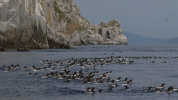 Las mareas de la abundancia