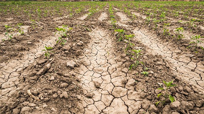 La sequía preocupa a los agricultores: "Que una parte de la PAC no la pudiésemos cobrar sería catastrófico"