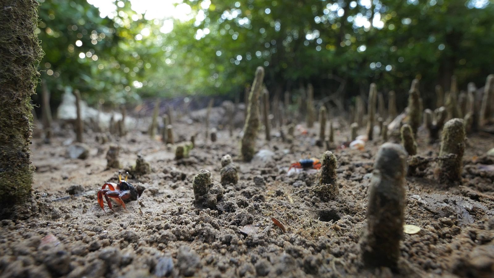 Lazos de familia - Episodio 1: Enamorados - ver ahora