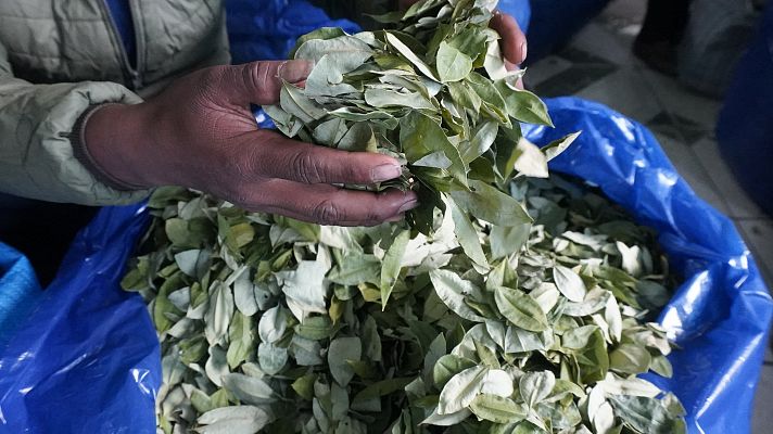 La hoja de coca pierde rentabilidad en Colombia por el exceso de oferta      