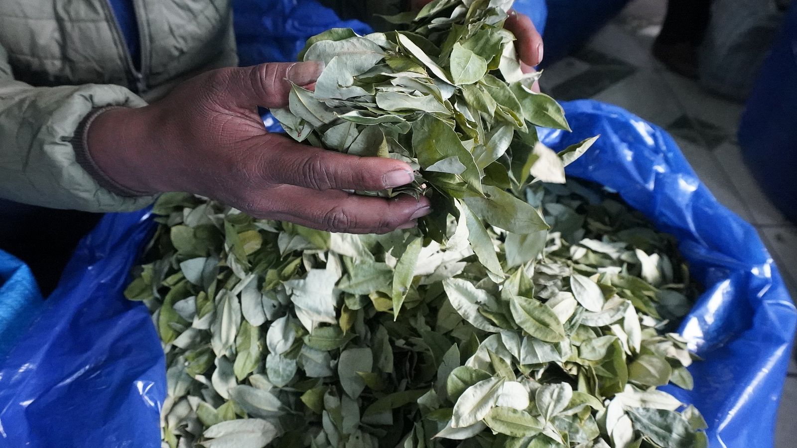 La hoja de coca pierde rentabilidad en Colombia por el exceso de oferta 
