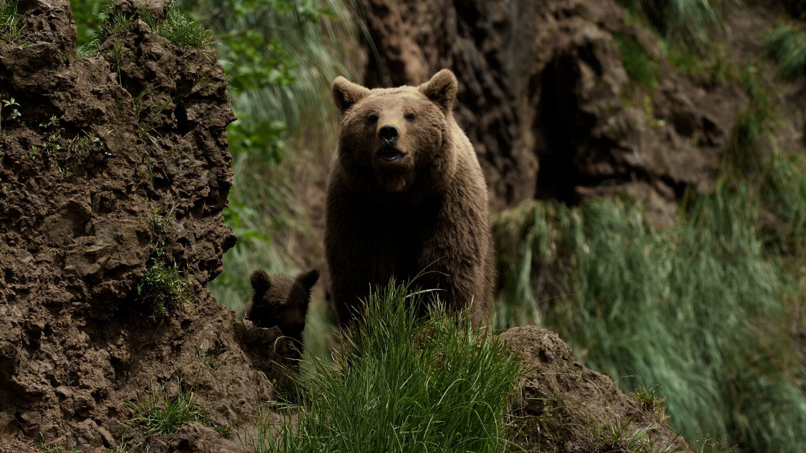 Lazos de familia - Episodio 2: Padres - ver ahora