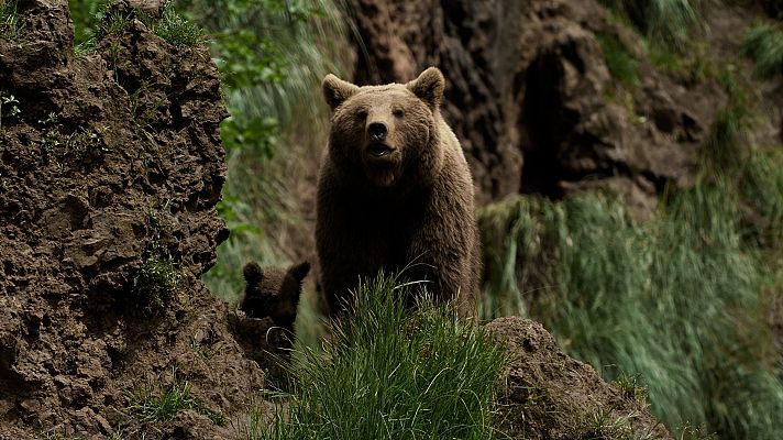Lazos de familia - Lazos de familia - Episodio 2: Padres