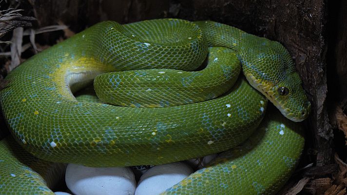 Lazos de familia - Cachorros