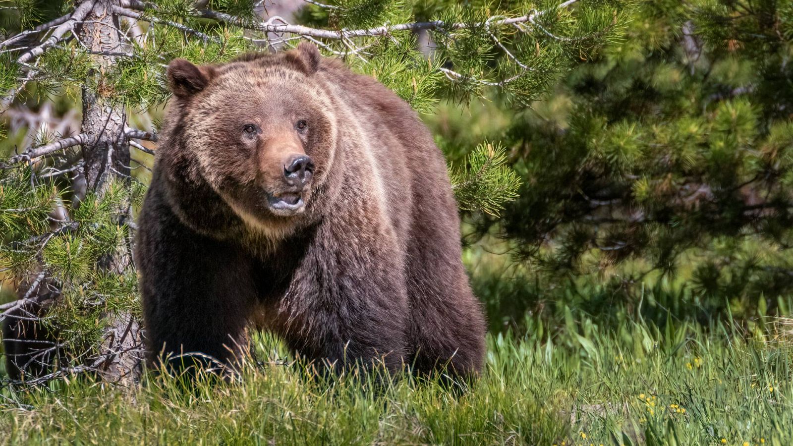 Polémica en Italia por el futuro de una osa que mató a un senderista en los Alpes