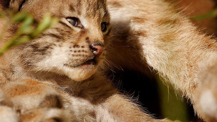 Días de cine - Días de Cine: Lincessa. Los silencios del bosque.