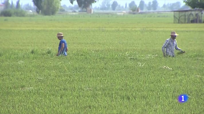 Preocupació al Delta de l'Ebre per la campanya de l'arròs