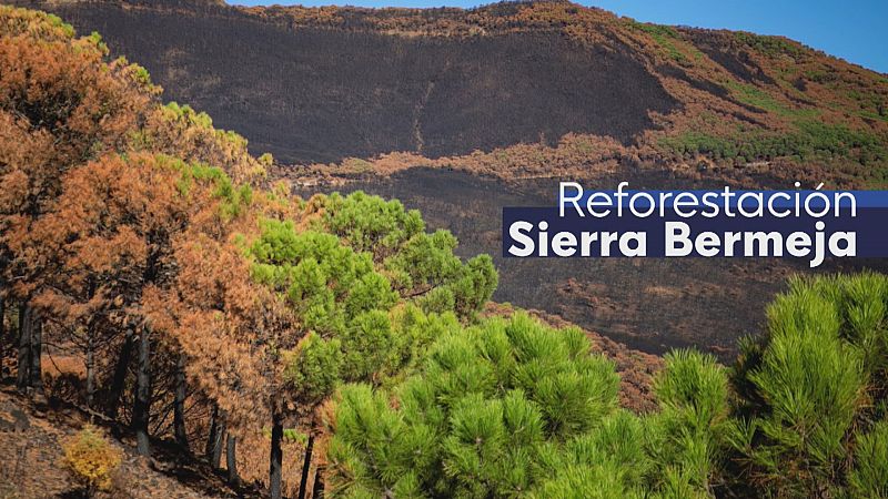 Semillas para repoblar Sierra Bermeja - Ver ahora