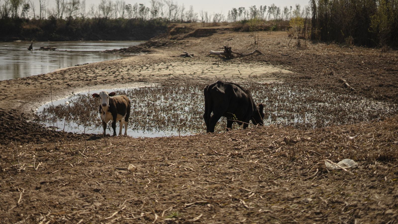 La sequía mata de sed al campo argentino