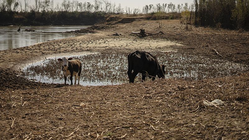 El campo argentino muere de sed como consecuencia de la peor sequía en años