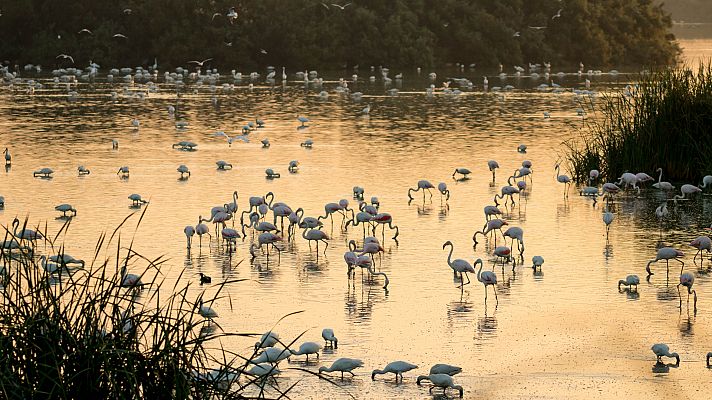 La Junta andaluza defiende en Bruselas que su proposición de ley no perjudica a Doñana