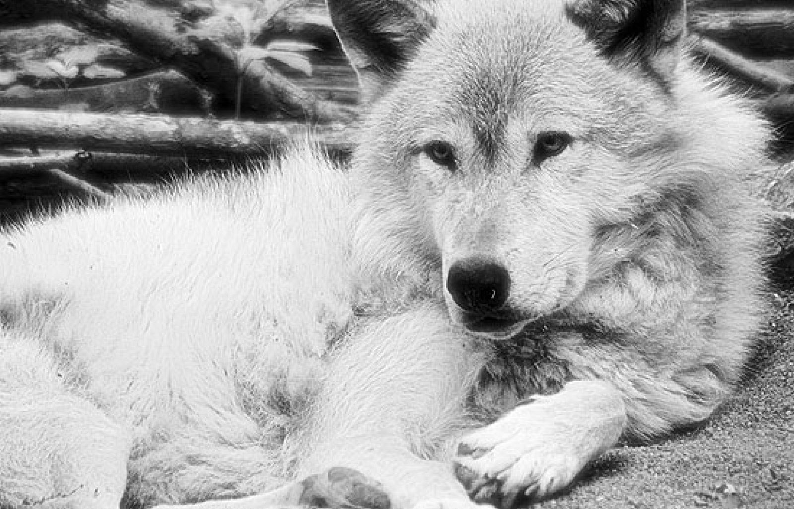 Félix Salvó Al Lobo Ibérico Sin él Se Habría Extinguido Hace Muchos Años En Nuestro País Rtve Es