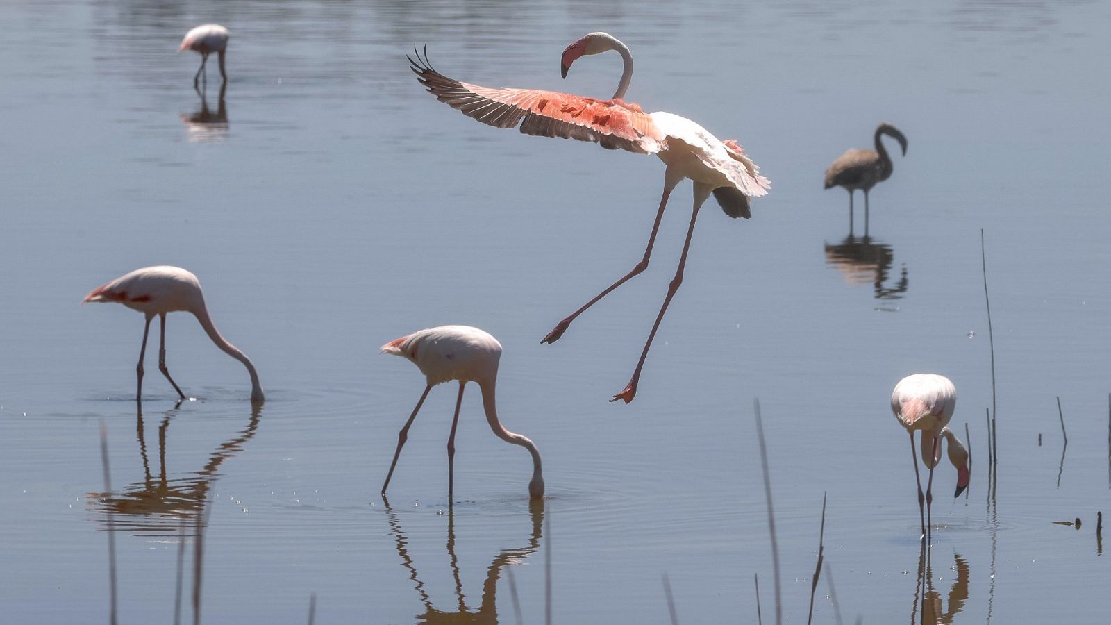 Andalucía defiende en Europa su ley de regadíos de Doñana