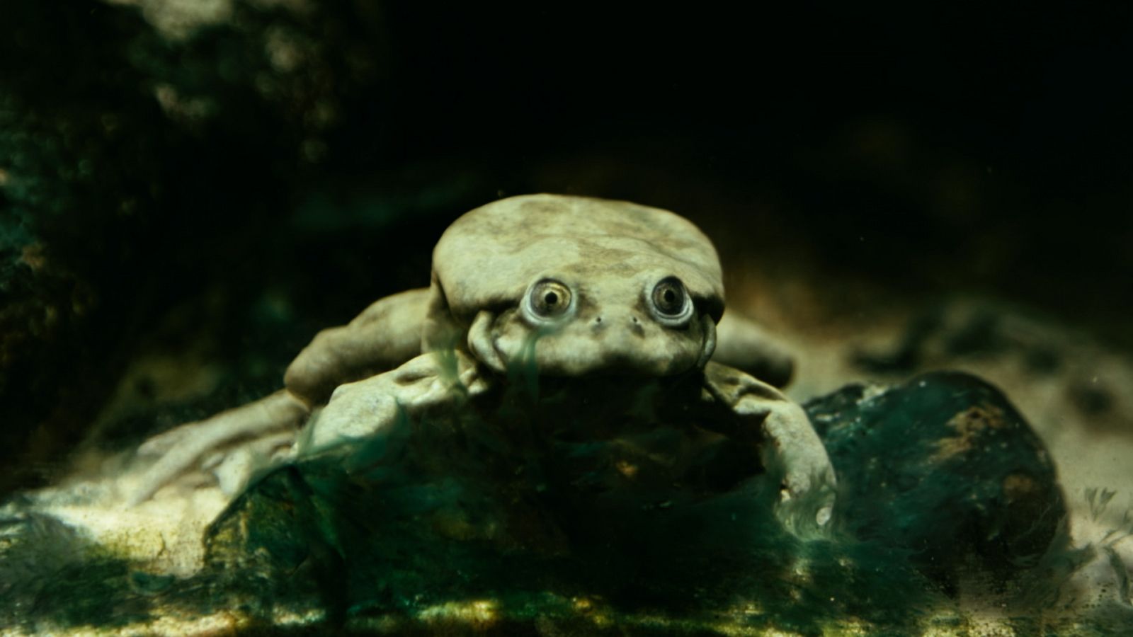 La rana del Lago Titicaca, especie única en el mundo y esencial para su ecosistema