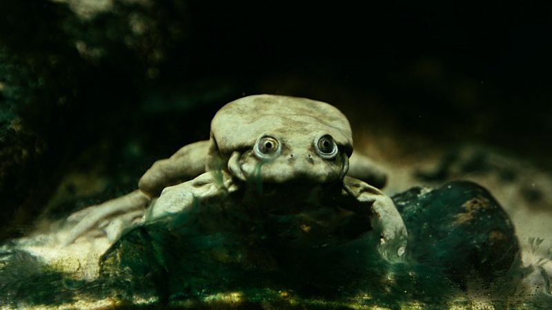 Ejemplar de la rana del Lago Titicaca en el Zoo de Chester