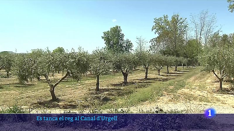 Els pagesos aprofiten les últimes gotes del reg del Canal d'Urgell