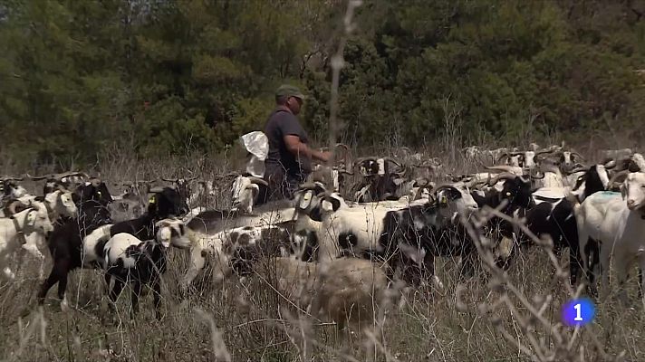 L'Informatiu - La pastura com a eina per prevenir incendis