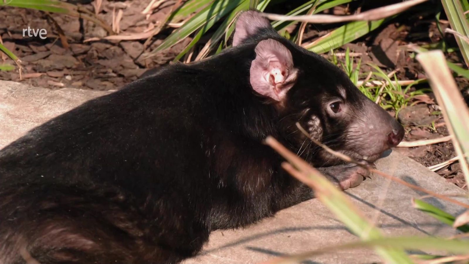 Aquí la Tierra - 25/04/23 - ver ahora