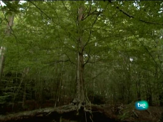 Metrópolis - 'Erreakzioa - Reacción'