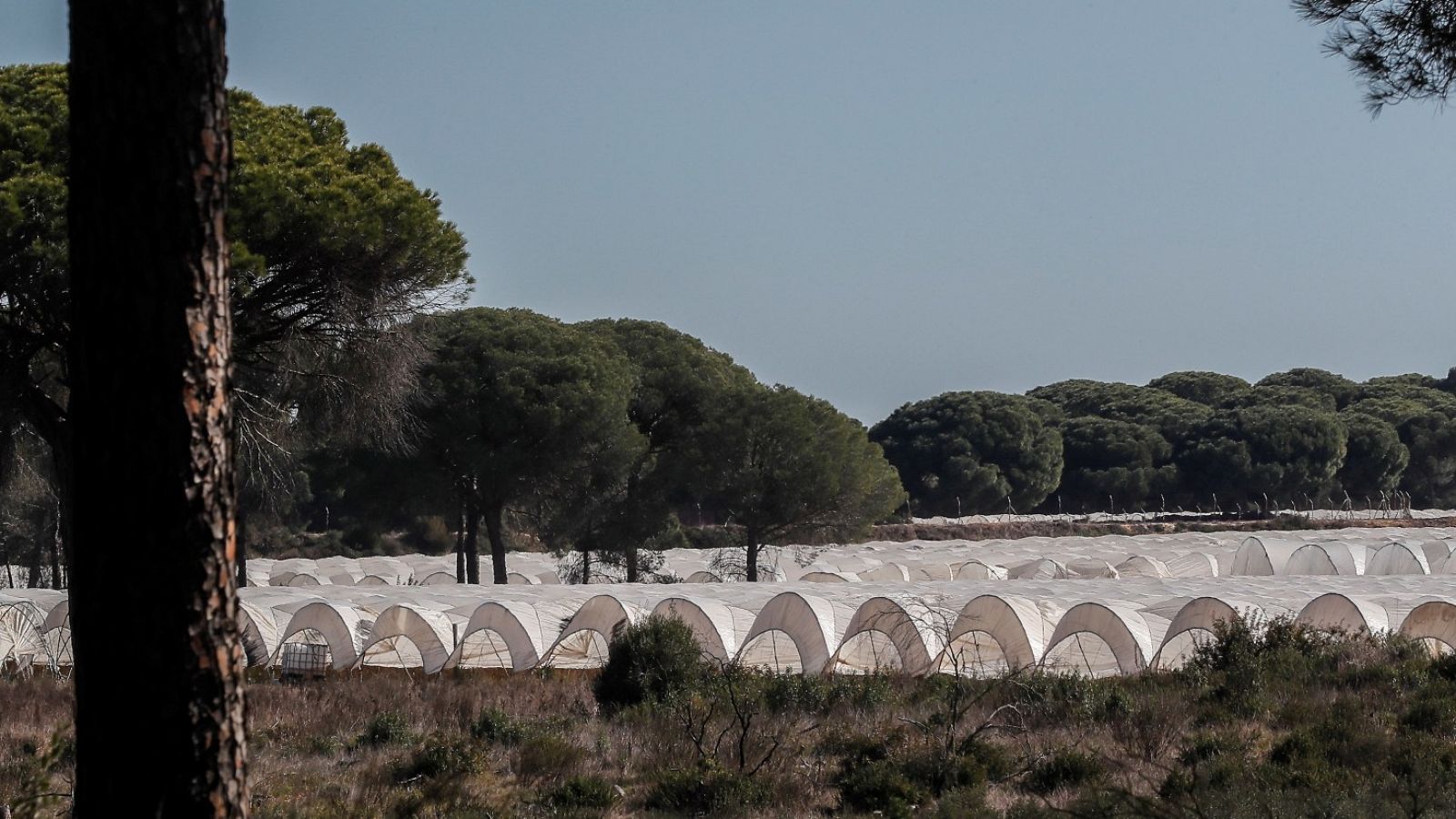 WWF calcula que el plan de regadíos de Doñana afectará a 19.000 hectáreas