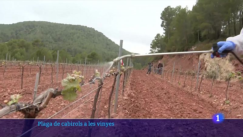 Plagues de cabirols a les vinyes