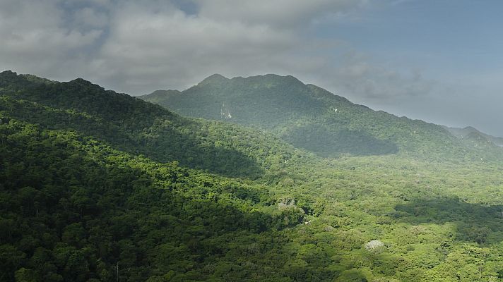 Tayrona - Tayrona, la selva