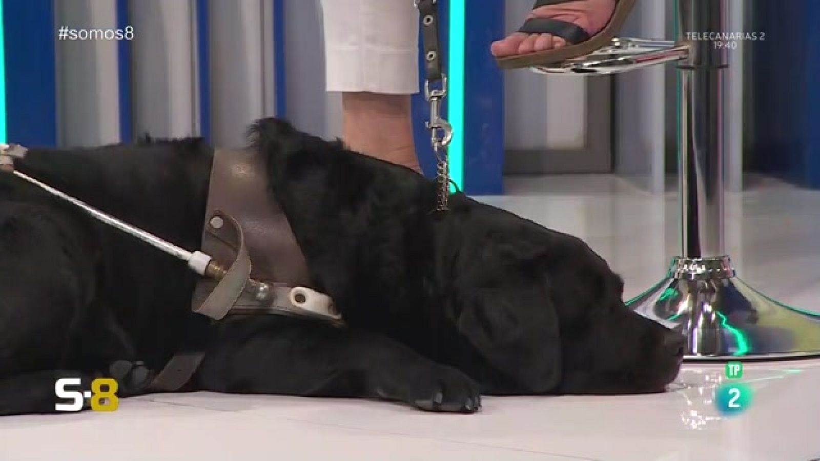 Somos 8 - 26/04/2023