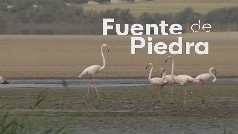 Sin crías de flamenco en la laguna - Ver ahora