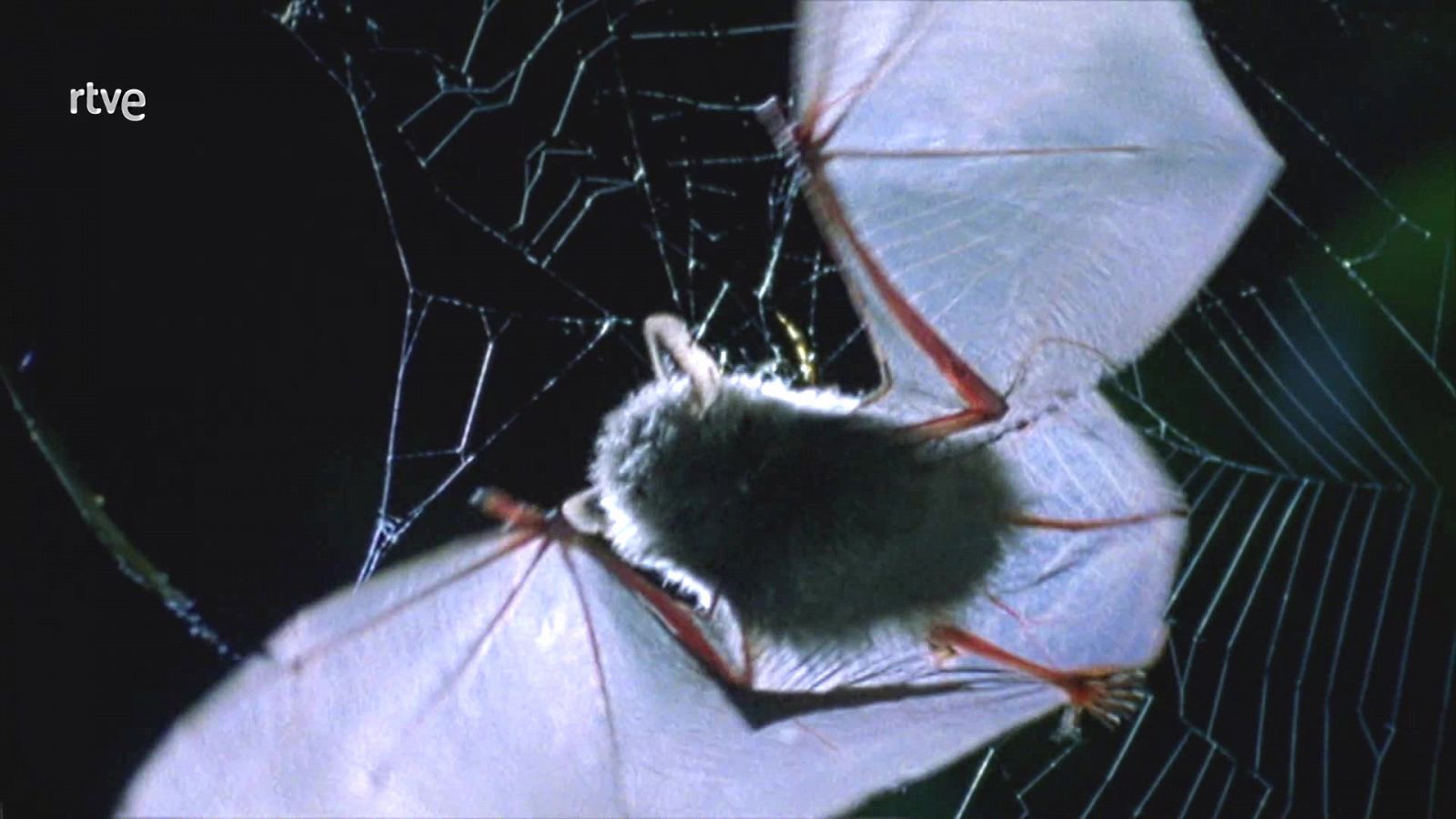 Objetivo Planeta - Queridos murciélagos - ver ahora