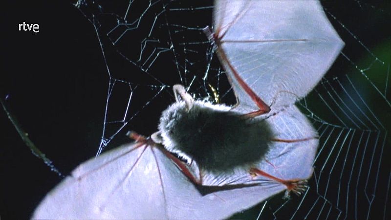 Objetivo Planeta - Queridos murci�lagos - ver ahora