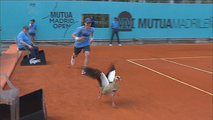 Tenis - Un ganso del Nilo se cuela en un partido del Madrid Open
