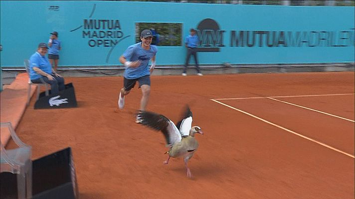 Un ganso del Nilo se cuela en un partido del Madrid Open
