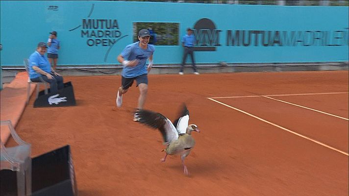 Tenis - Un ganso del Nilo se cuela en un partido del Madrid Open