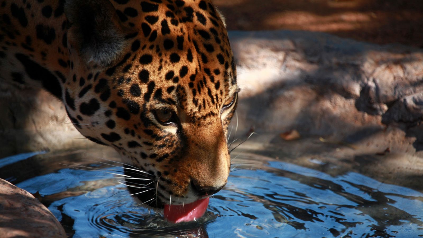 México indómito - Episodio 2: Los vivos y los muertos - ver ahora