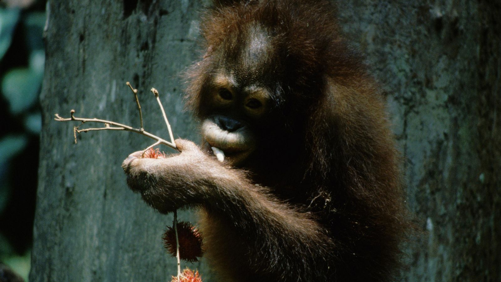 Episodio 2: Borneo y Sumatra - Los secretos naturales de la zona ecuatorial - Documental en RTVE
