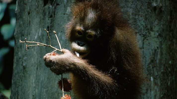 Borneo y Sumatra