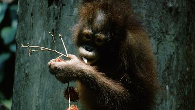 Los secretos naturales de la zona ecuatorial - Episodio 2: Borneo y Sumatra - ver ahora
