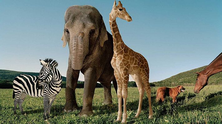 Telediario 1 - El estudio del ADN de 240 especies revela qué hace único al genoma humano