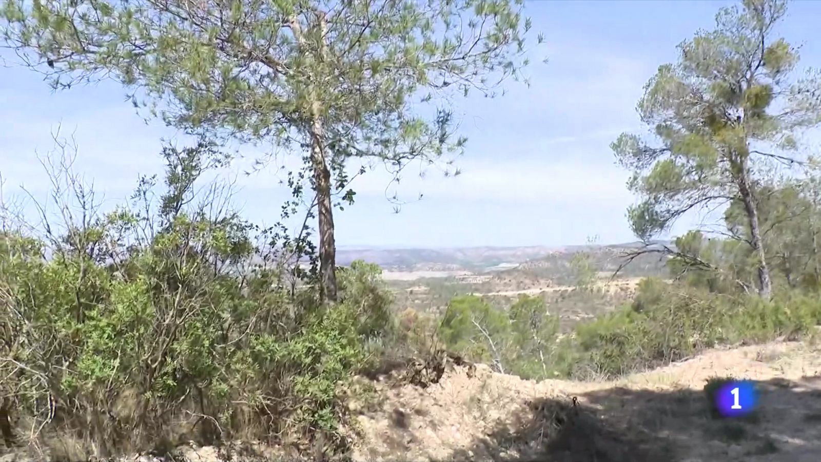 Tenir boscos nets, clau per a evitar el risc d'incendi