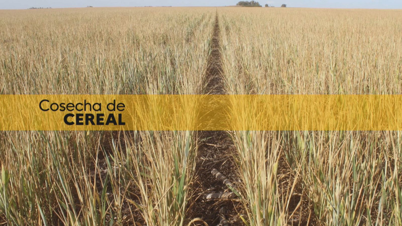 Sequía y calor arruinan el cereal - Ver ahora