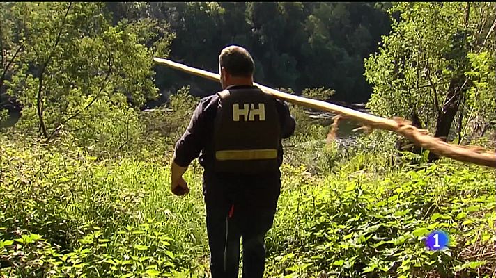 Telexornal - Galicia - Tempo de lamprea no Miño