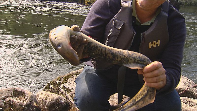 Tempo de lamprea no Miño