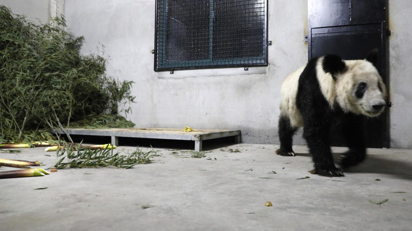 El aspecto de una panda deteriora las relaciones entre China y EE.UU.