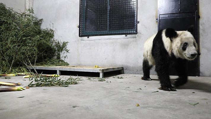 Telediario 2 - El deteriorado aspecto de una osa panda en un zoo de Memphis deteriora las relaciones entre China y EE.UU.